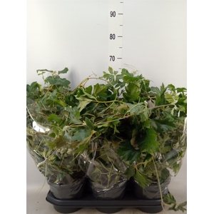 Cissus rhombifolia 'Ellen Danica'