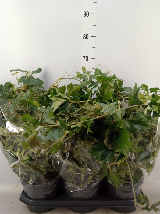 <h4>Cissus rhombifolia 'Ellen Danica'</h4>