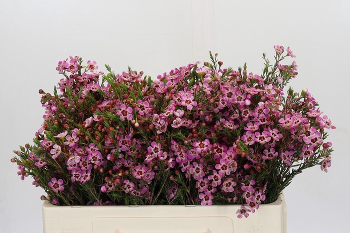 <h4>Chamelaucium megalopetalum 'Grand Adi'</h4>