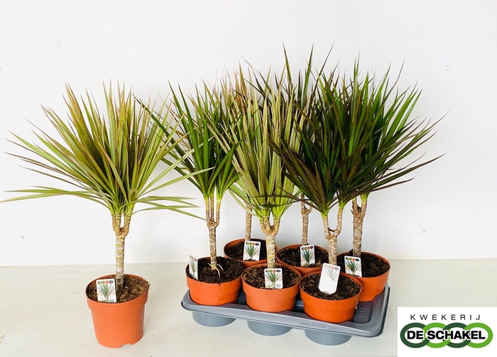 <h4>DRA MARG GEM 3 SRT</h4>