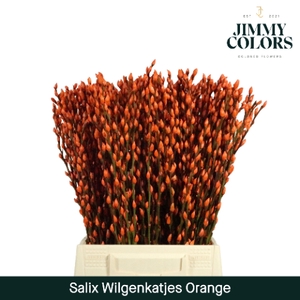 Salix Katjes L50 Klbh. Oranje