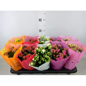 Kalanchoe blos. 'Perfecta'  ..mix 5