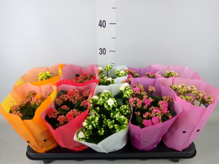 <h4>Kalanchoe blos. 'Perfecta' ..mix 5</h4>