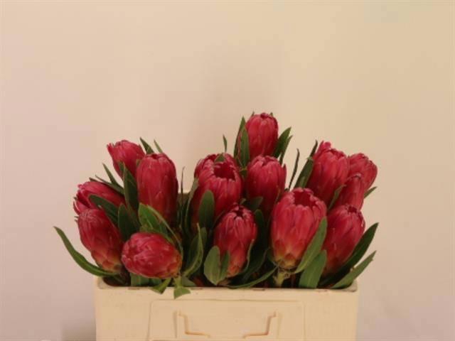 <h4>PROTEA BRENDA</h4>