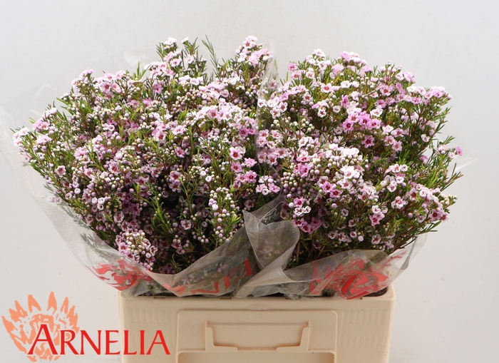 <h4>CHAME GISELLE</h4>