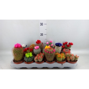 Cactus   ...decorated