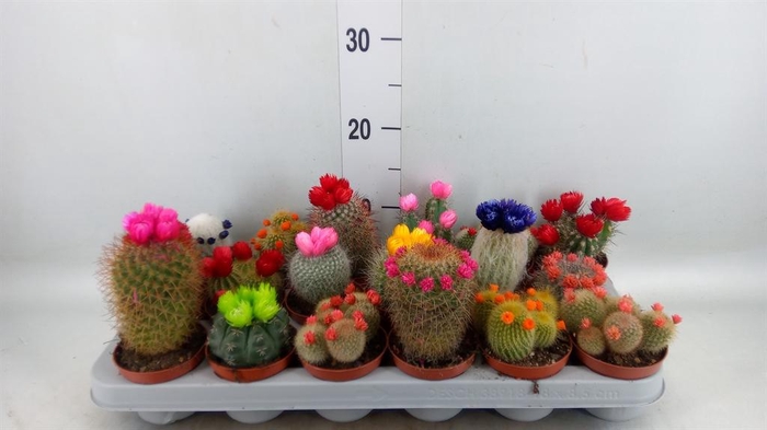 <h4>Cactus ...decorated</h4>