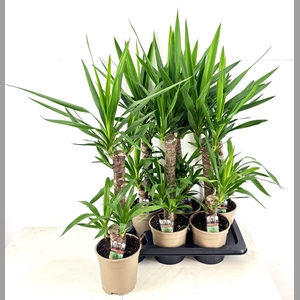 YUCCA