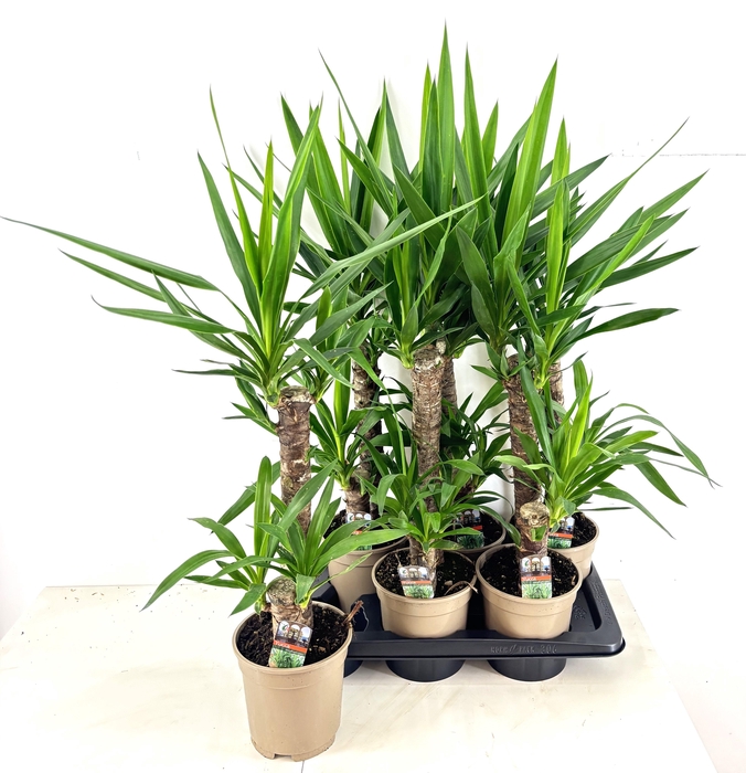 <h4>YUCCA</h4>