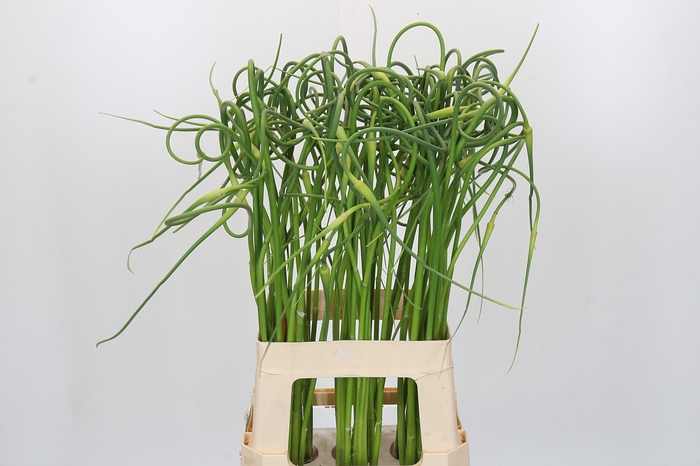 <h4>Allium Sativum Ophioscorodon</h4>