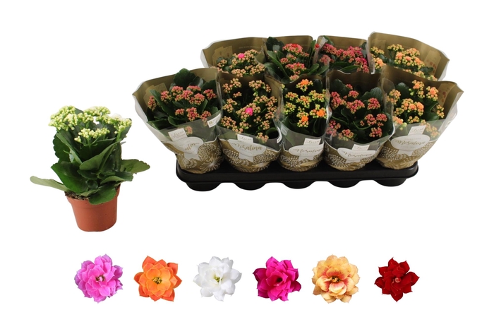 <h4>KAL GE RO GEM 6 KL</h4>