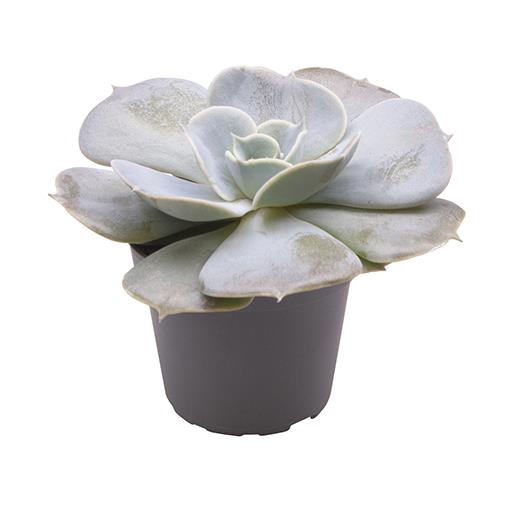 <h4>ECHEVERIA-HYBRID P6 POLUX</h4>