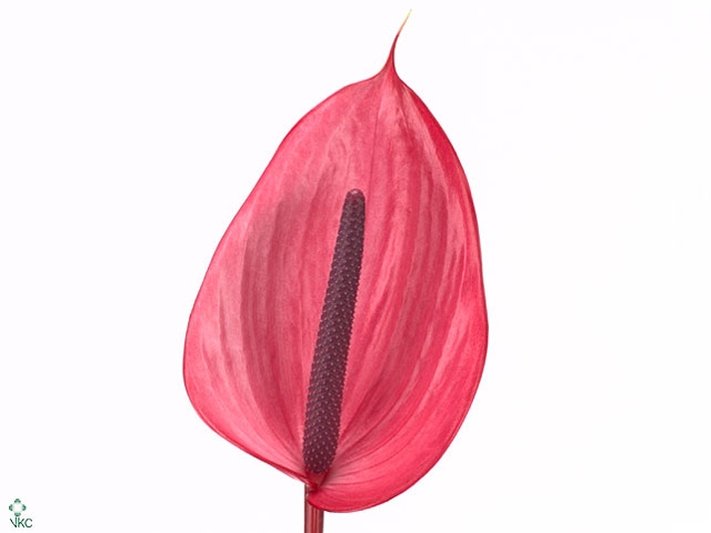 Anthurium Xavia