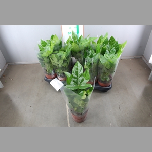 FATSIA OV