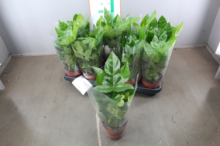 FATSIA OV