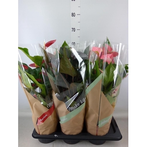 Anthurium   ...mix 4