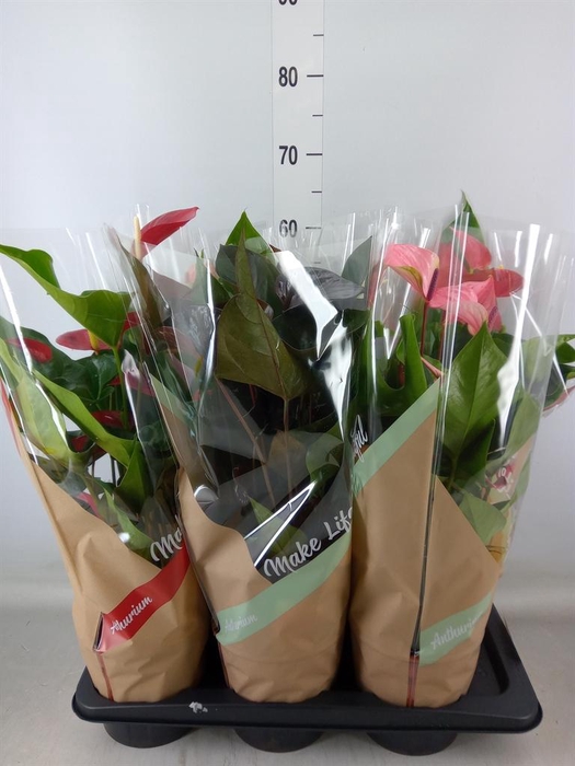 <h4>Anthurium ...mix 4</h4>
