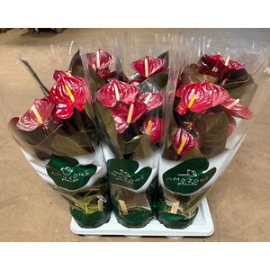 Anthurium (Andreanum Grp) Delicata