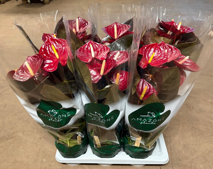 <h4>Anthurium (Andreanum Grp) Delicata</h4>