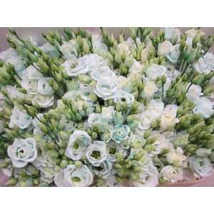 Eust G Rosi G Pastel Mint