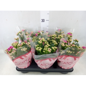 Kalanchoe blos. 'RosDon Geraldo'