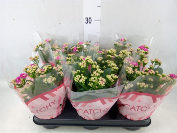 <h4>Kalanchoe blos. 'RosDon Geraldo'</h4>