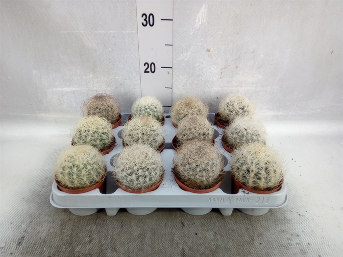 <h4>Mammillaria</h4>