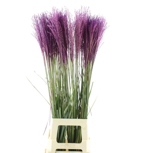 Miscanthus Purple