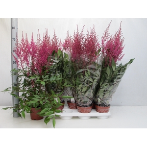 ASTILBE OVERIG