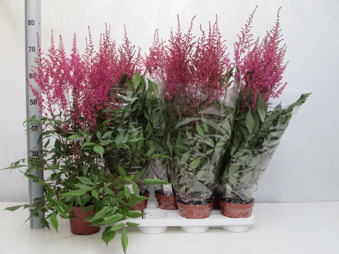<h4>ASTILBE OVERIG</h4>