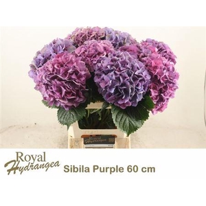 Hydr M Sibilla Pa
