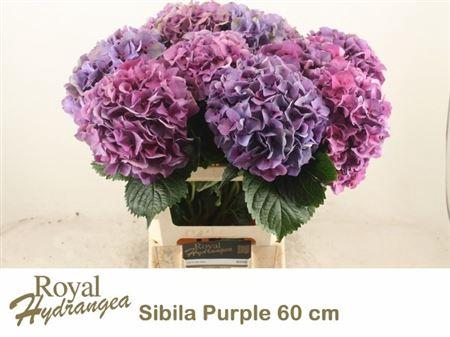 <h4>Hydr M Sibilla Pa</h4>