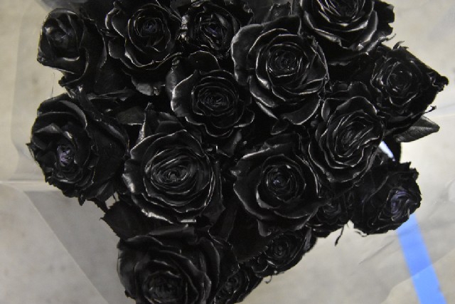 <h4>Rosa ec paint black</h4>