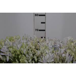 AGAPANTHUS 070 CM BRANCO