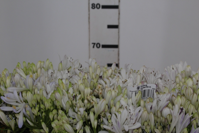 <h4>AGAPANTHUS 070 CM BRANCO</h4>