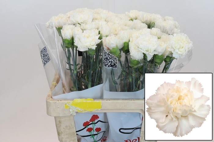 <h4>DI ST HOLLY</h4>