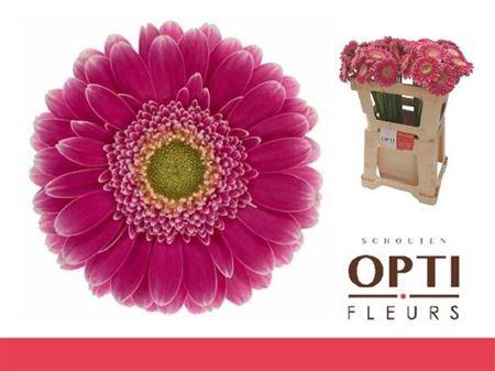 <h4>Ge Mi Wonderwall</h4>