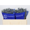 Eryngium Blue Dynamite