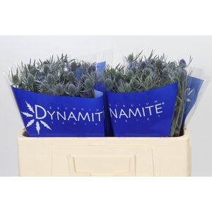 Eryngium Blue Dynamite