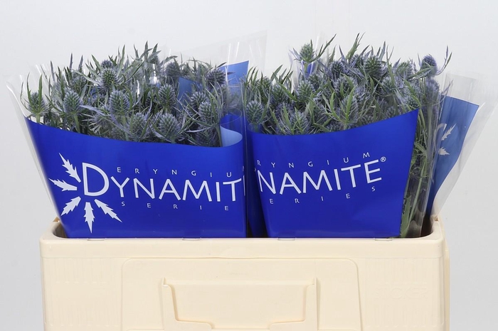 Eryngium Blue Dynamite