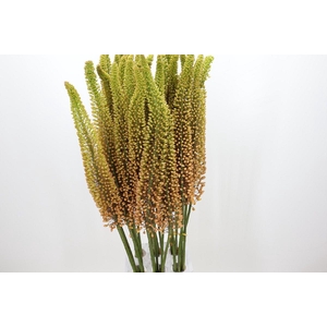 Eremurus Emmy Ro
