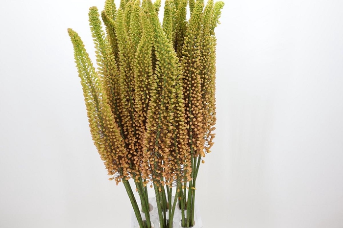 <h4>Eremurus Emmy Ro</h4>