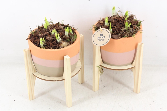 <h4>arr4 Narcis PL - Potje op standaart 968/6</h4>