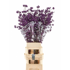 Callicarpa Bod Magical Amethea