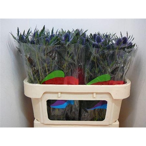 Eryng Mag Blue Lagoon