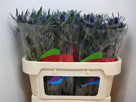 <h4>Eryng Mag Blue Lagoon</h4>