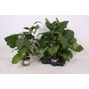 Aubergine Planten