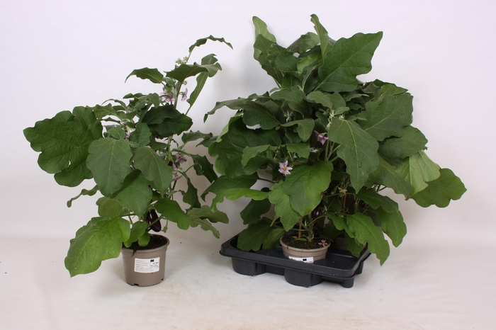 Aubergine Planten