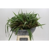 Setaria Italica Red Jewel