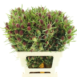 Leucad Ruby Globe
